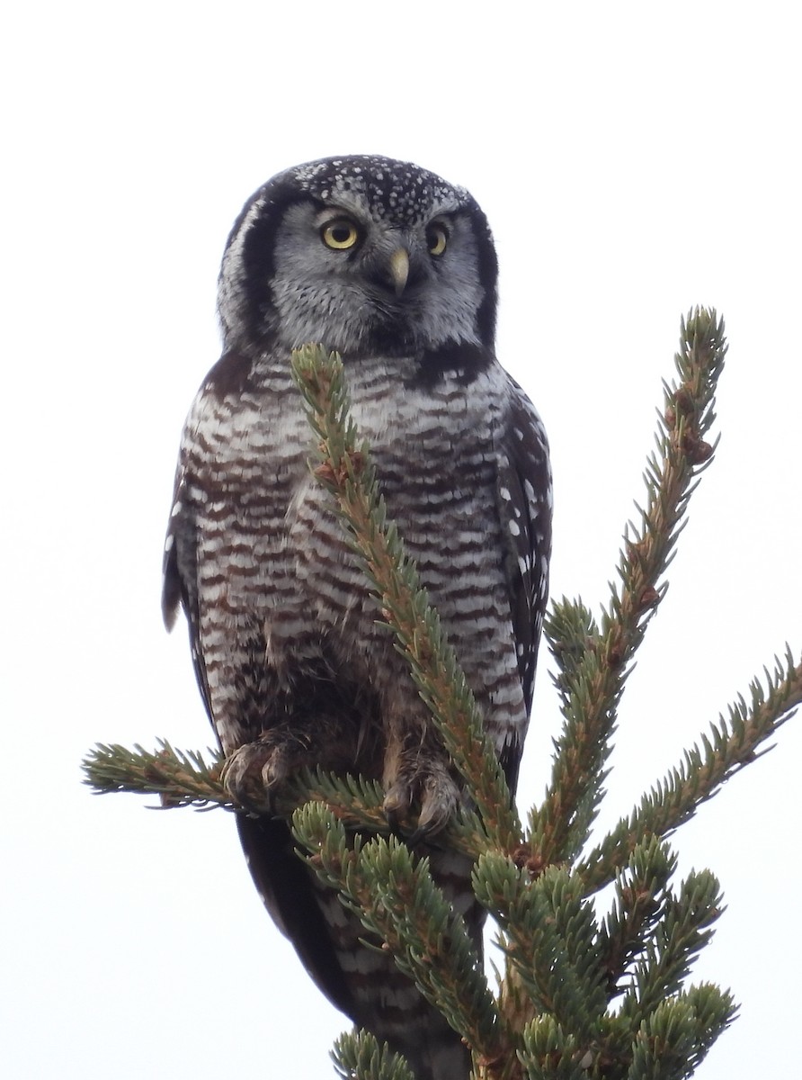 Northern Hawk Owl - ML641953603