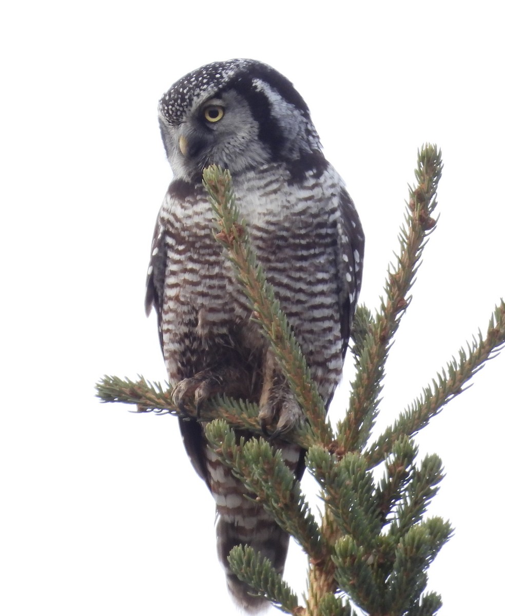 Northern Hawk Owl - ML641953604