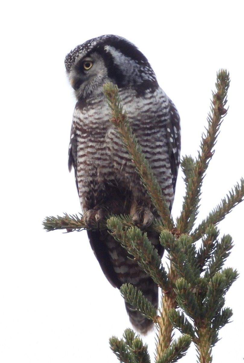 Northern Hawk Owl - ML641953605