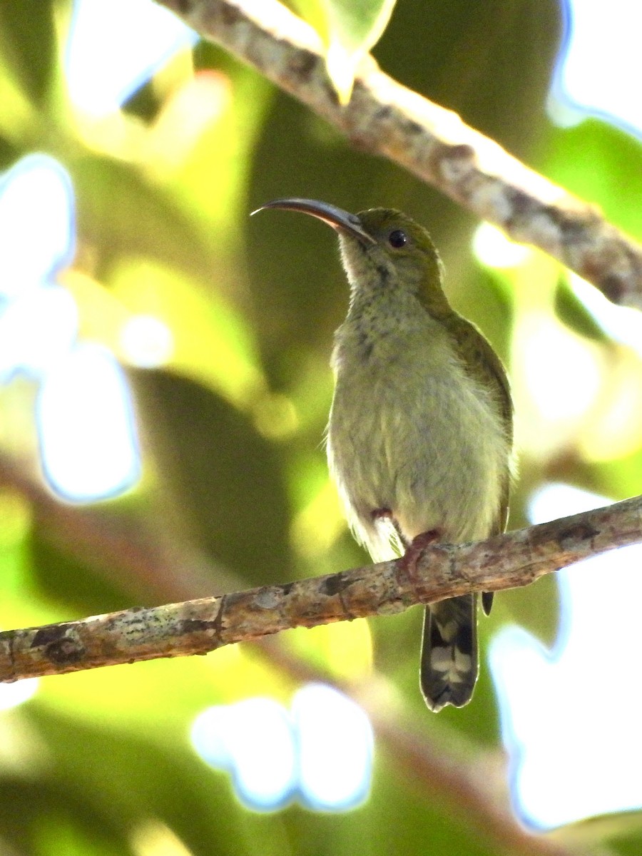 Gray-breasted Spiderhunter - ML641953606