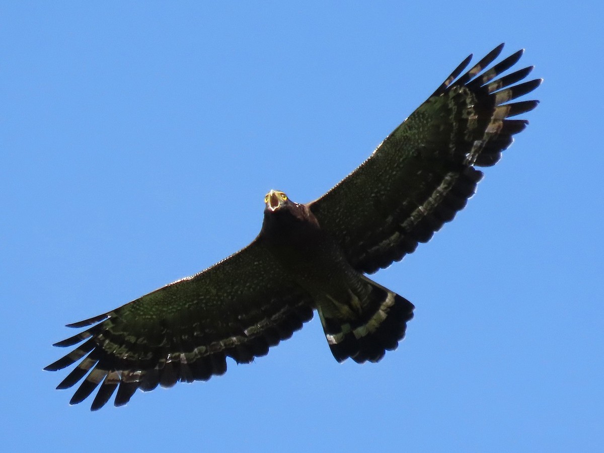 Crested Serpent-Eagle - ML641953609
