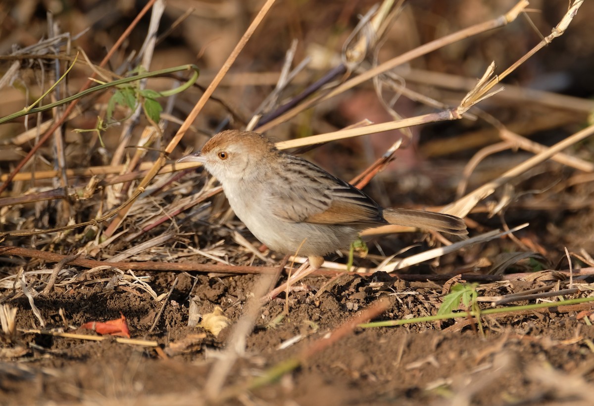 Rattling Cisticola - ML641953611