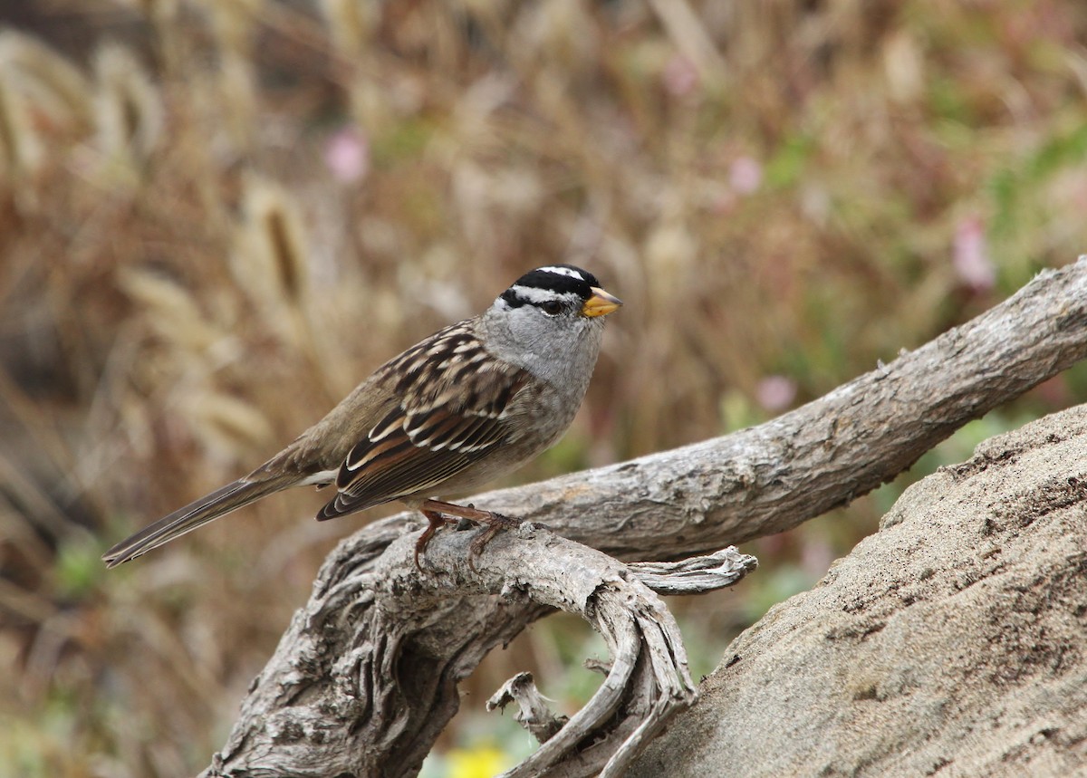 White-crowned Sparrow - ML641953628