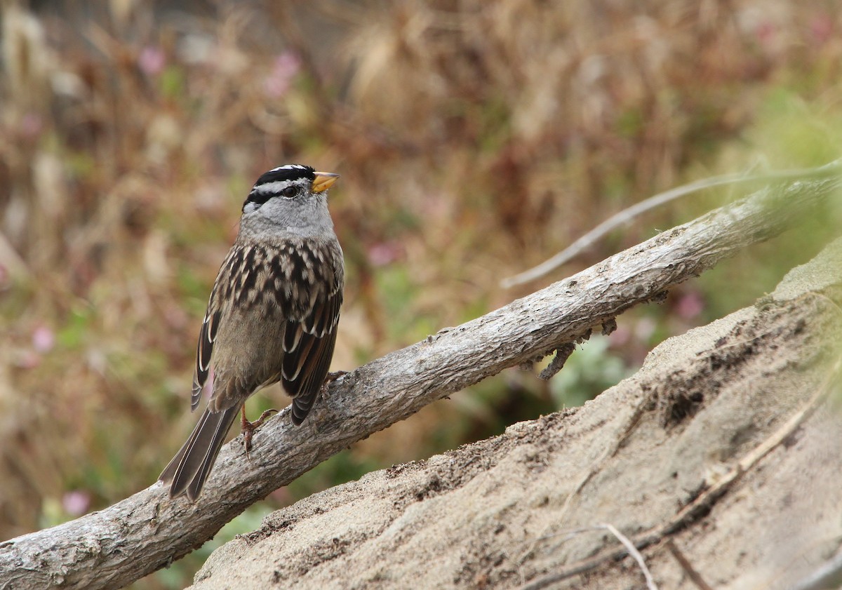 White-crowned Sparrow - ML641953632