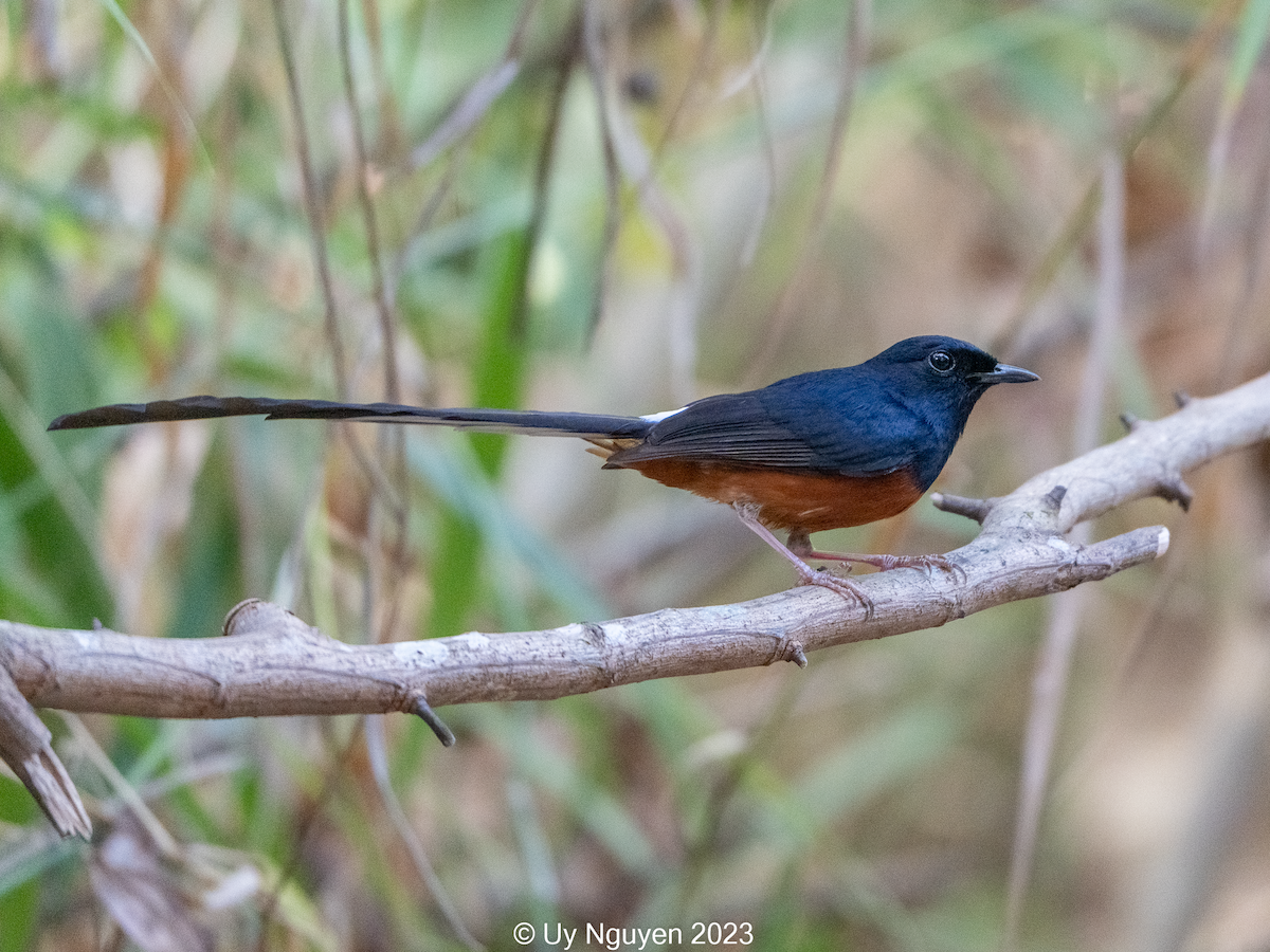 White-rumped Shama - ML641953633