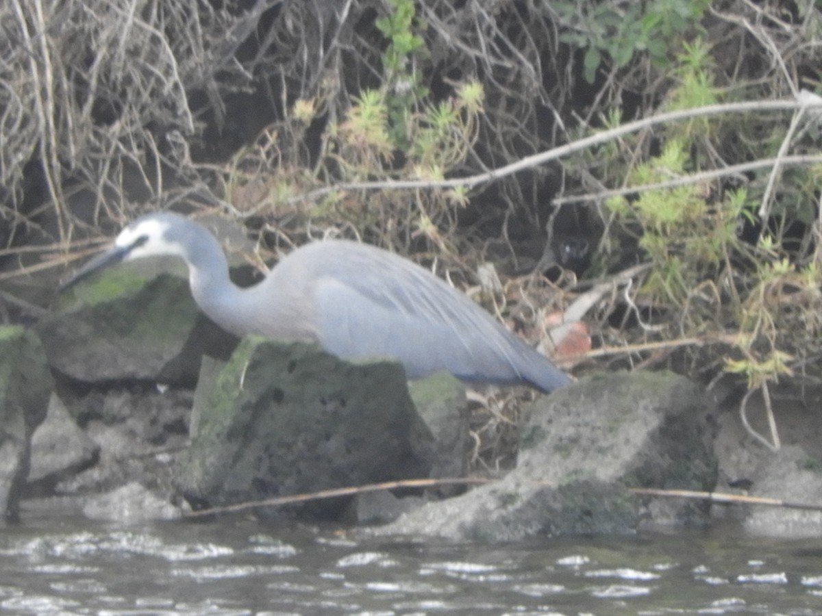 White-faced Heron - ML641953639