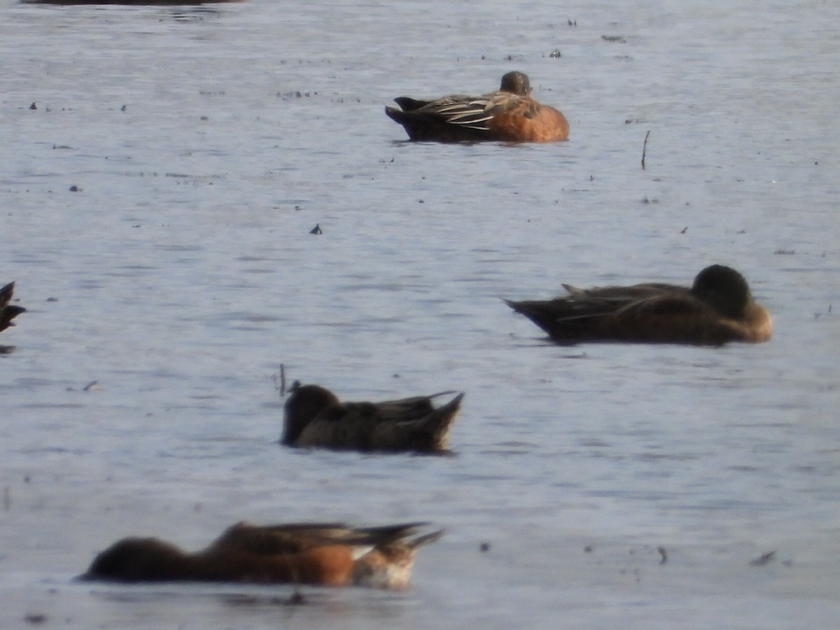 American Wigeon - ML641953642