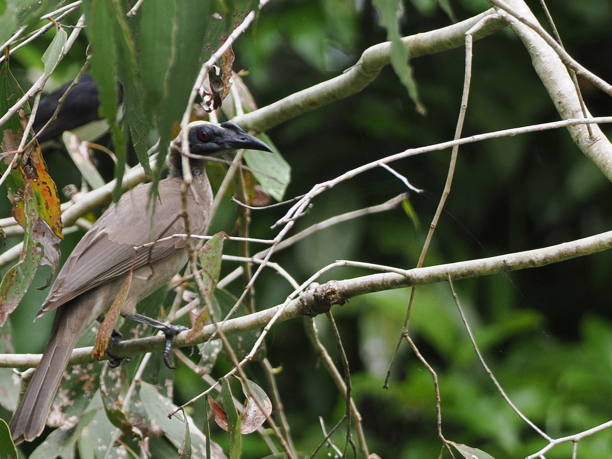 Helmeted Friarbird - ML641953658