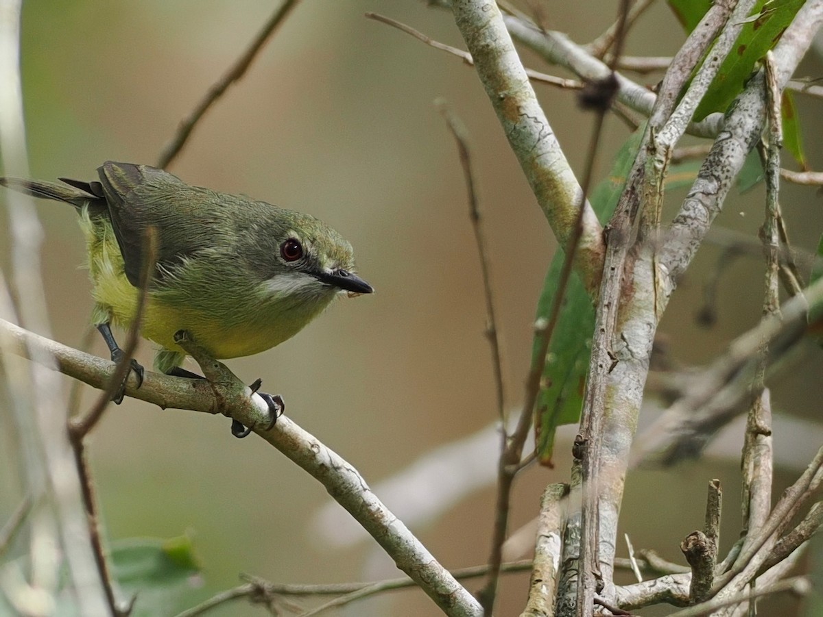 Fairy Gerygone - ML641953674