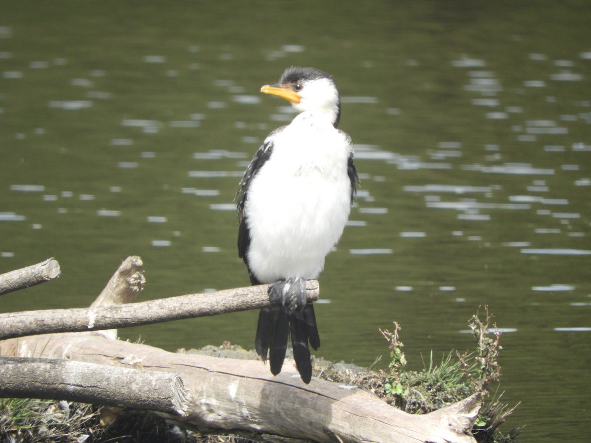 Little Pied Cormorant - ML641953705