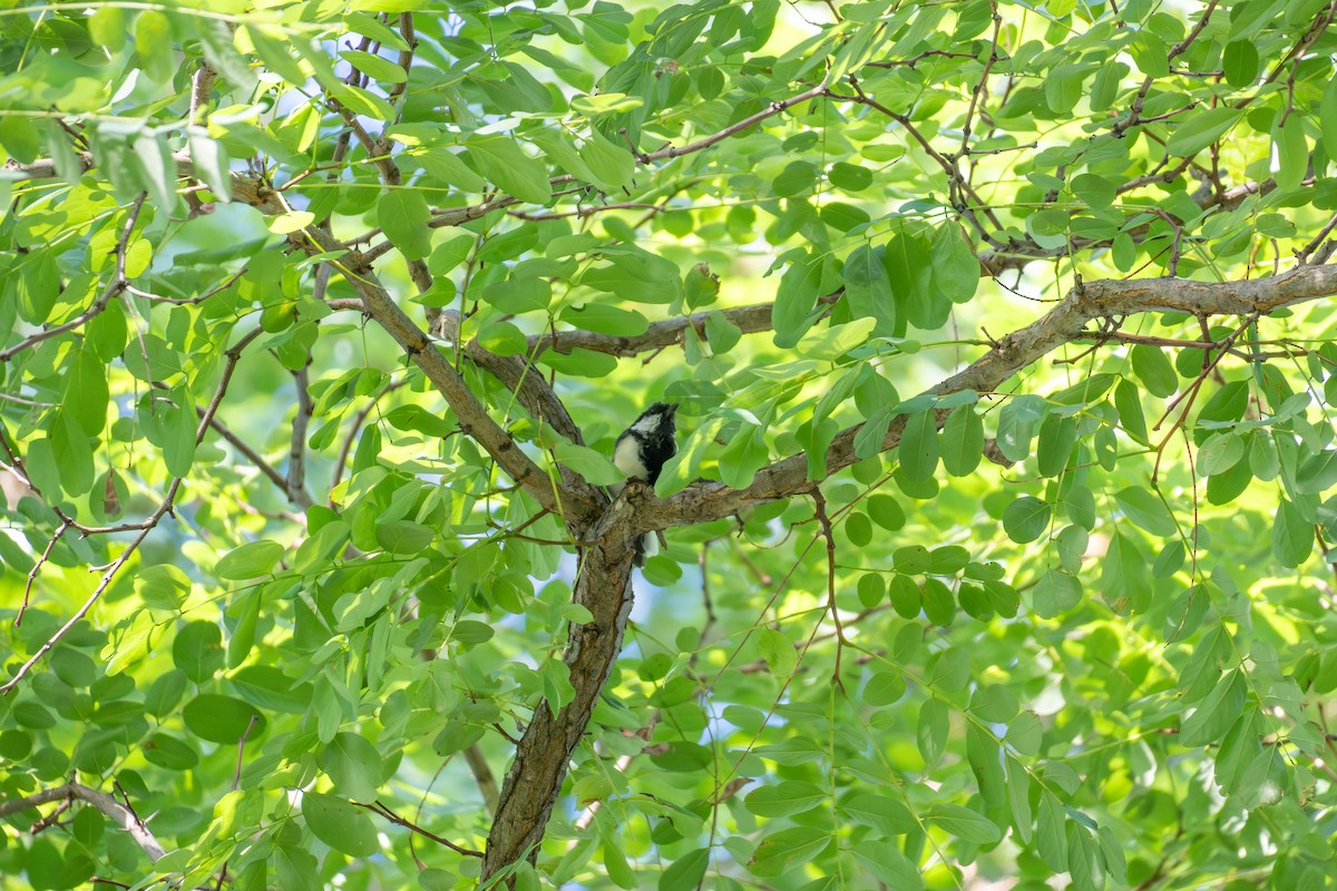Asian Tit - ML641953709