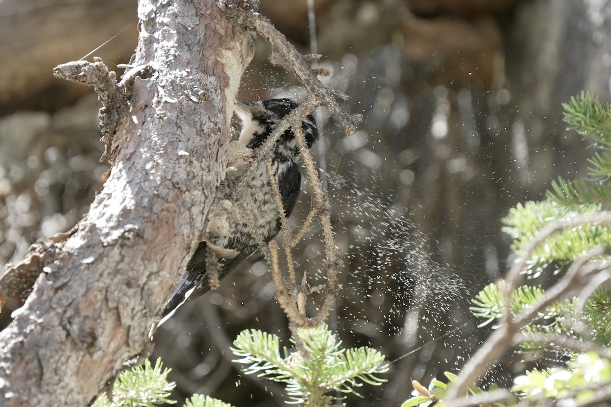 American Three-toed Woodpecker - ML641953717