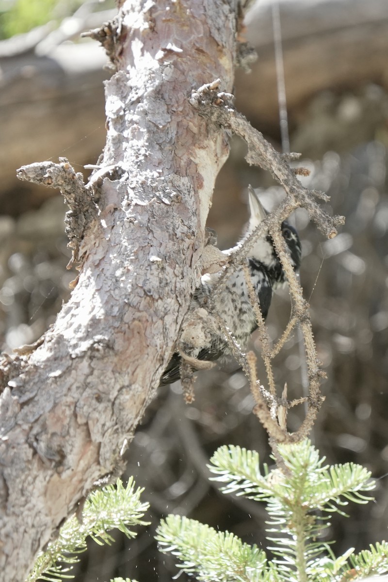 American Three-toed Woodpecker - ML641953718