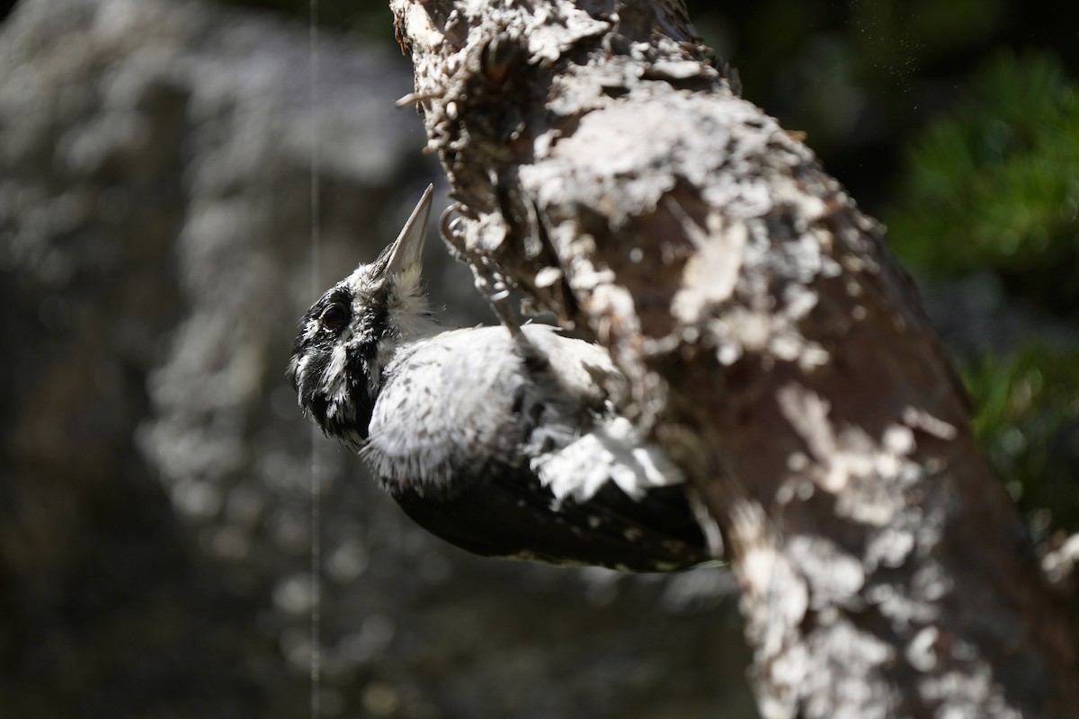 American Three-toed Woodpecker - ML641953720
