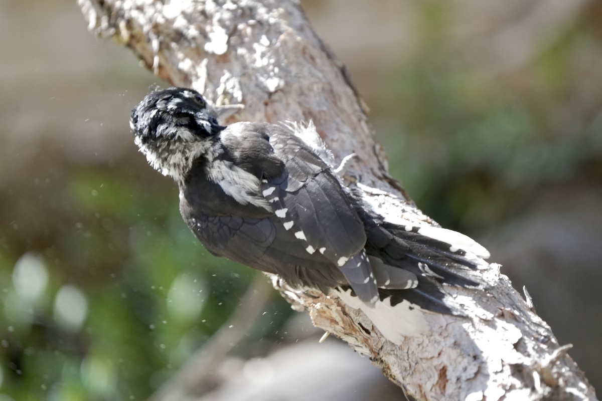 American Three-toed Woodpecker - ML641953723