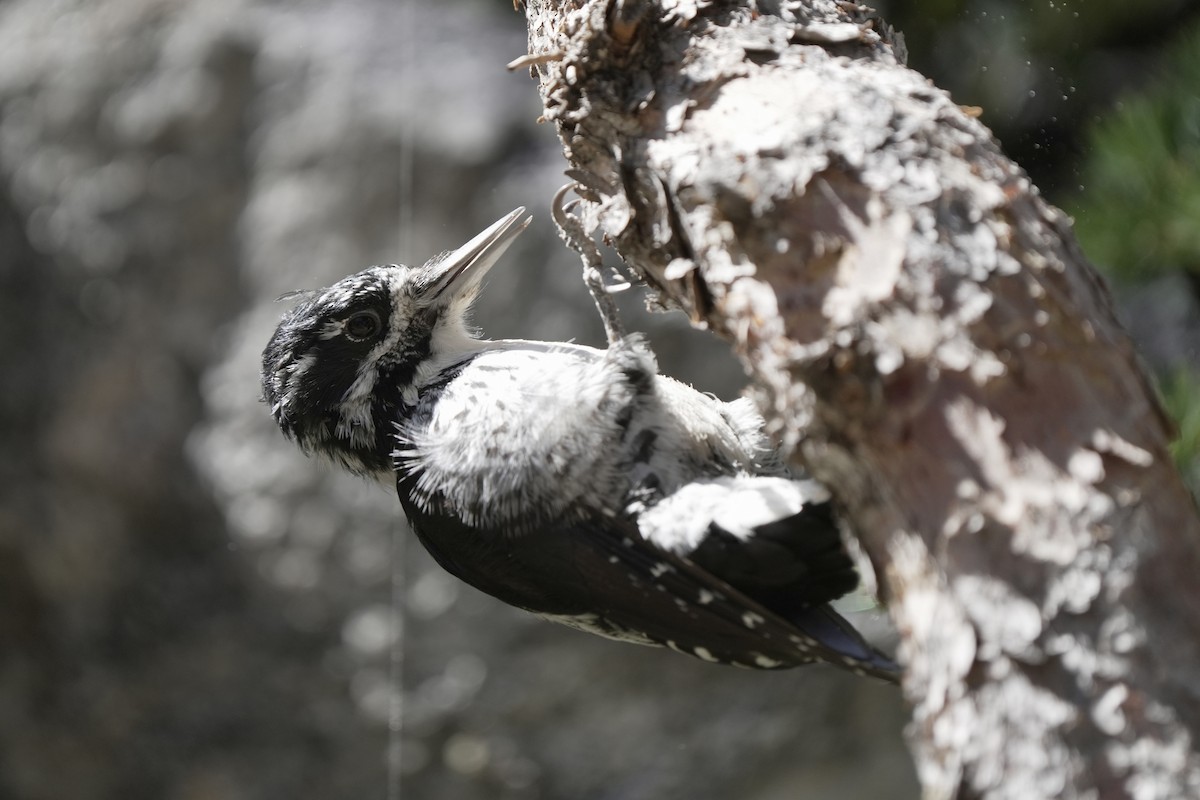 American Three-toed Woodpecker - ML641953724