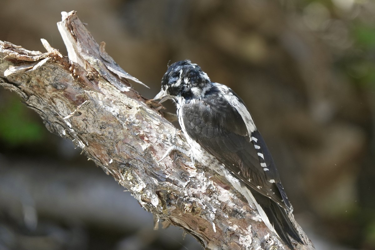 American Three-toed Woodpecker - ML641953726