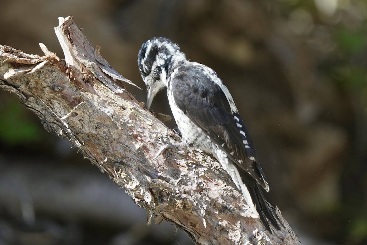American Three-toed Woodpecker - ML641953727