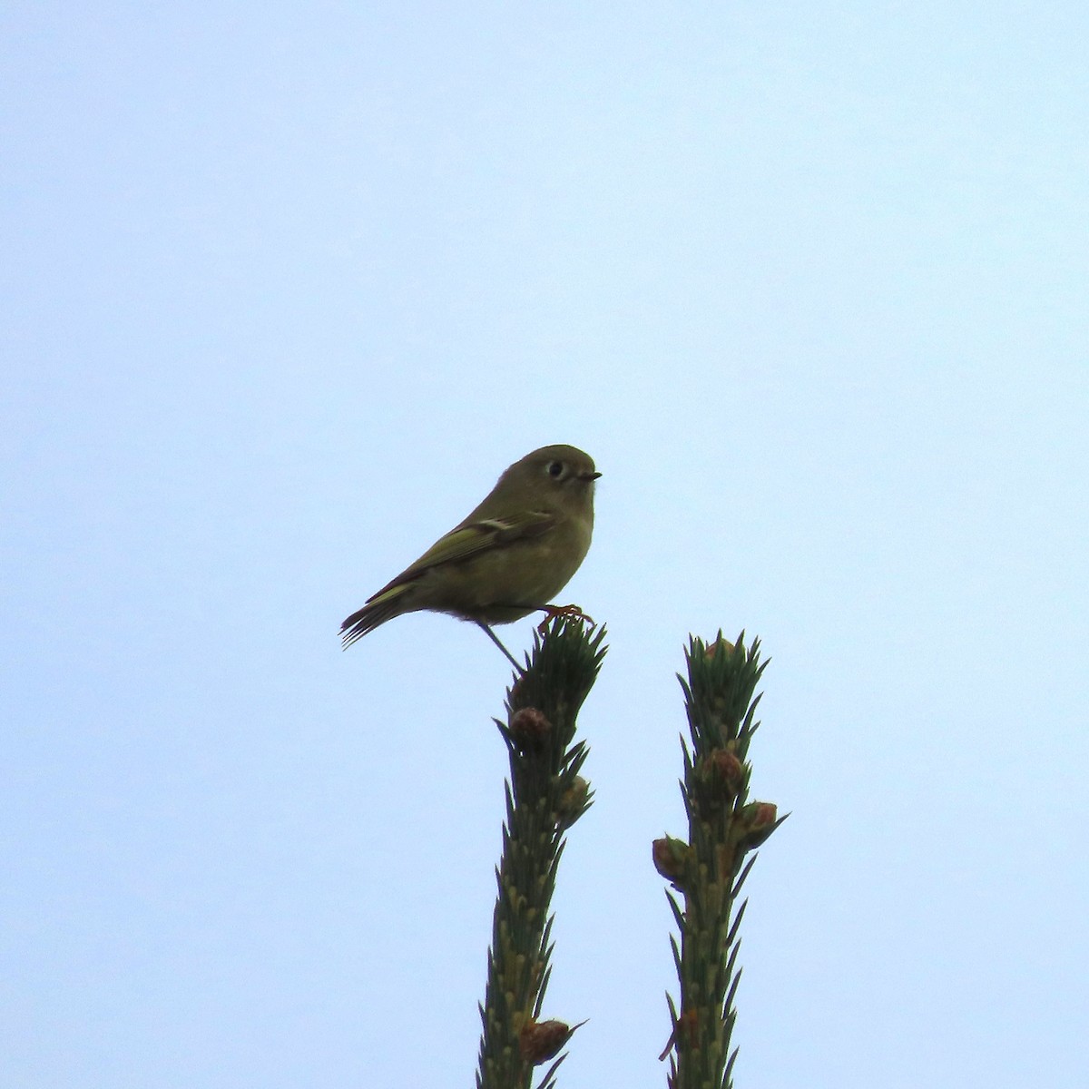 Ruby-crowned Kinglet - ML641953758