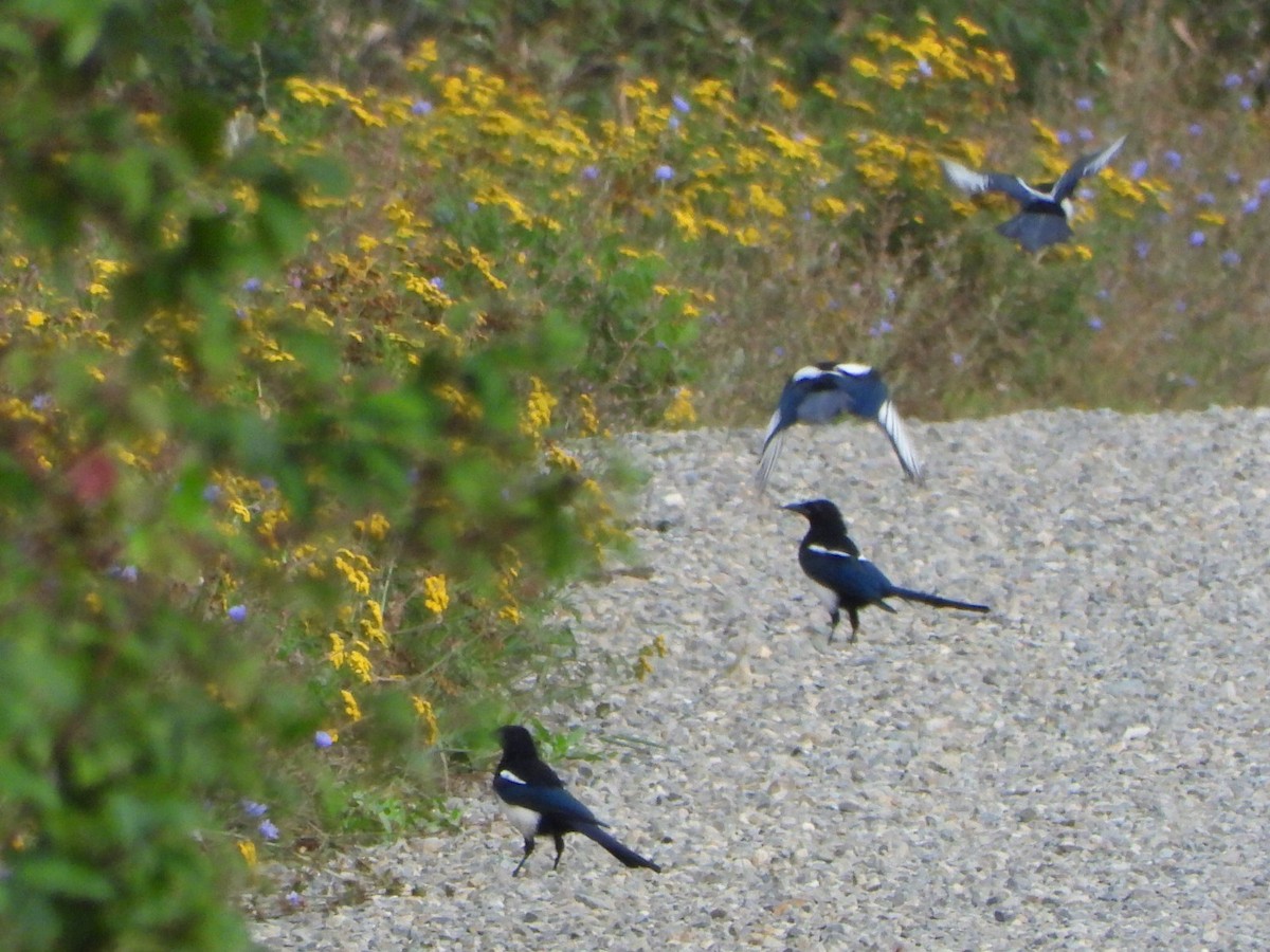 Black-billed Magpie - ML641953820