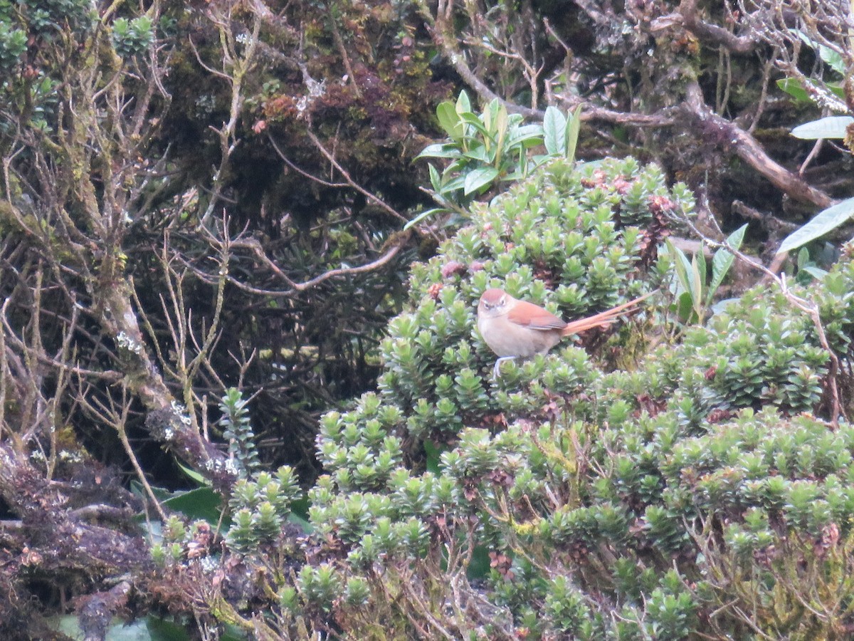 White-chinned Thistletail - ML641953852