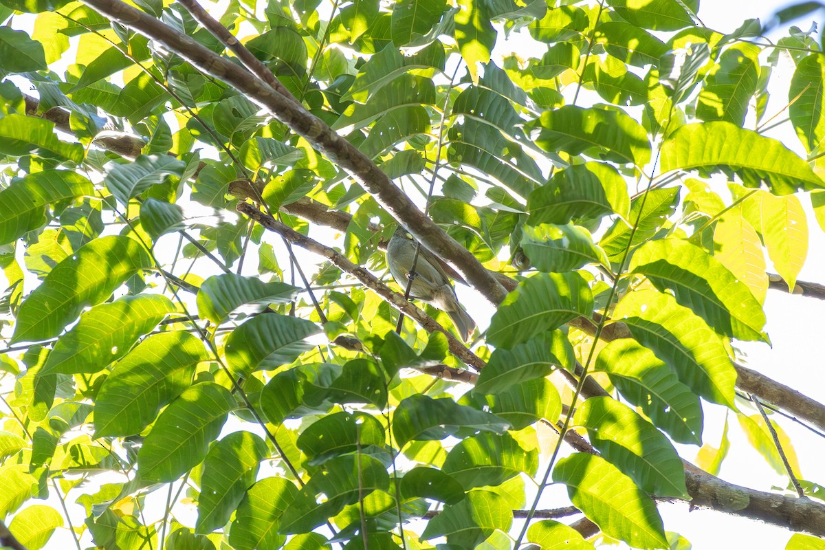 Cryptic Honeyeater - ML641953886