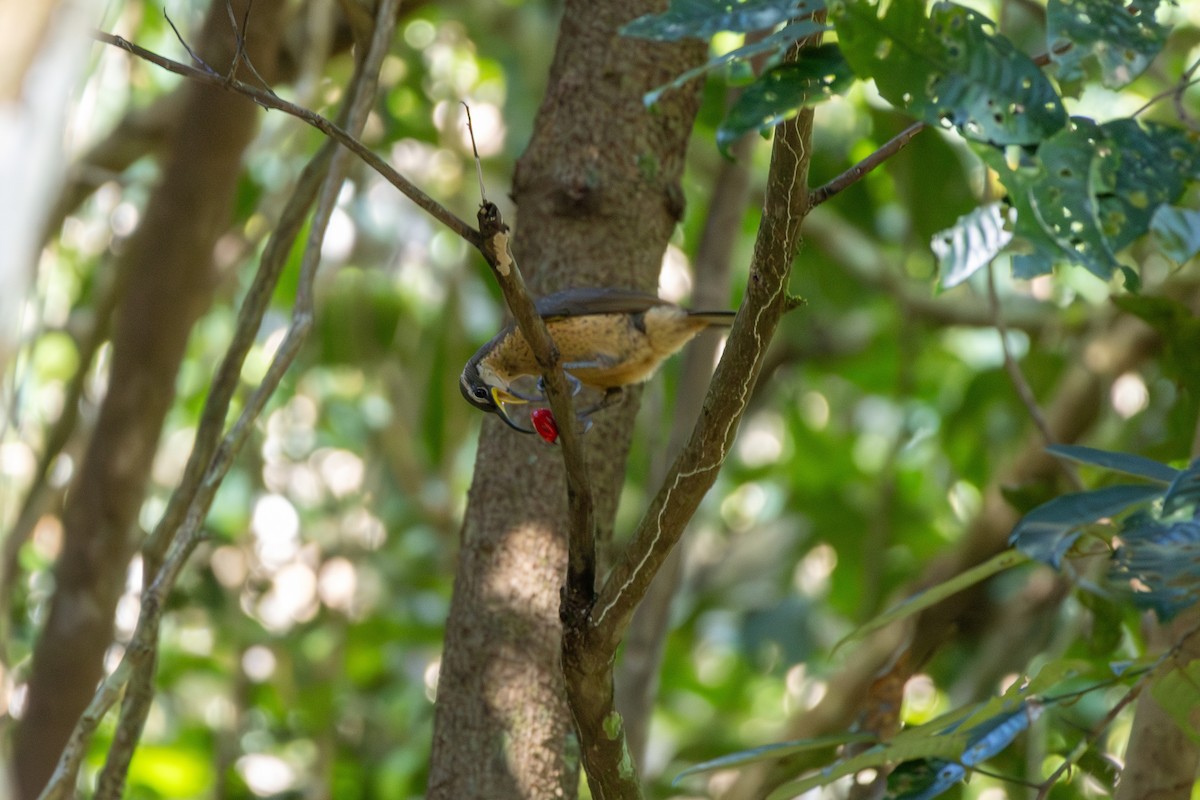 Victoria's Riflebird - ML641953893