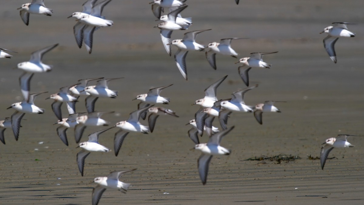 Sanderling - ML641953899