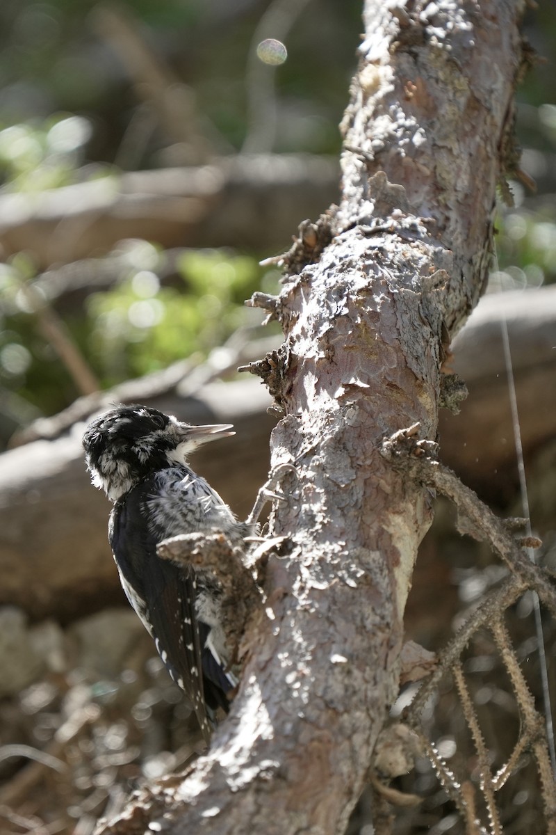 American Three-toed Woodpecker - ML641953902