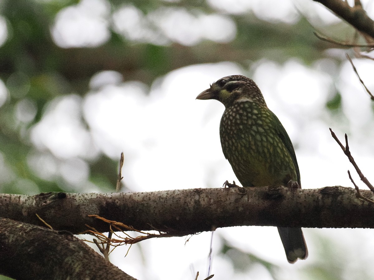 Spotted Catbird - ML641953908