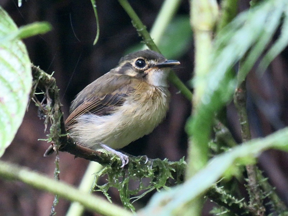 White-throated Spadebill - ML641953911
