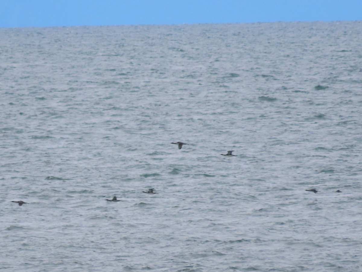 Pacific Loon - ML641953926