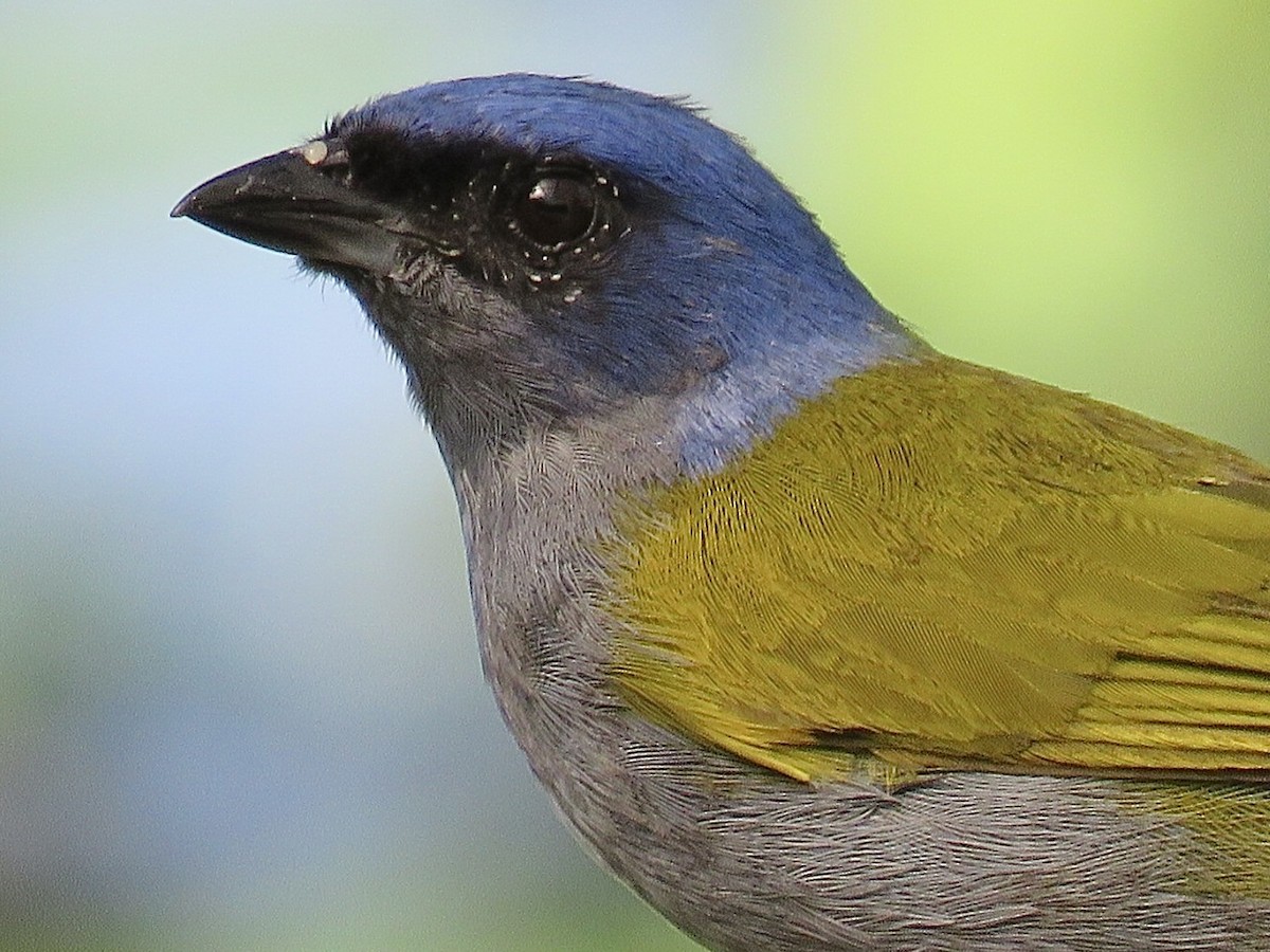 Blue-capped Tanager - ML641953929