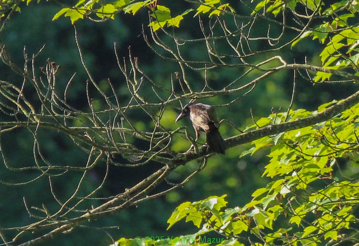 Common Grackle - ML641953948