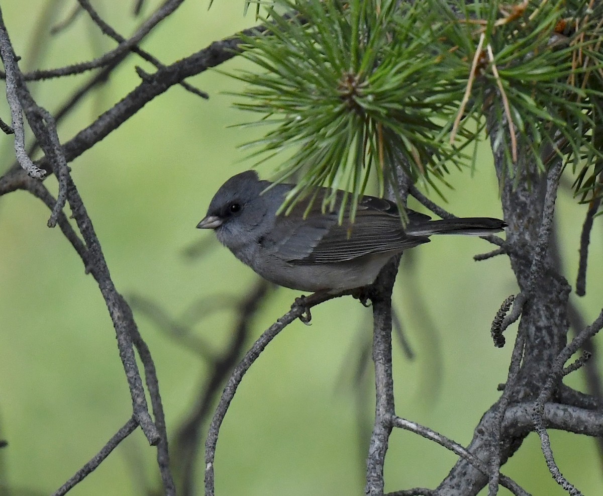 Dark-eyed Junco - ML641953953