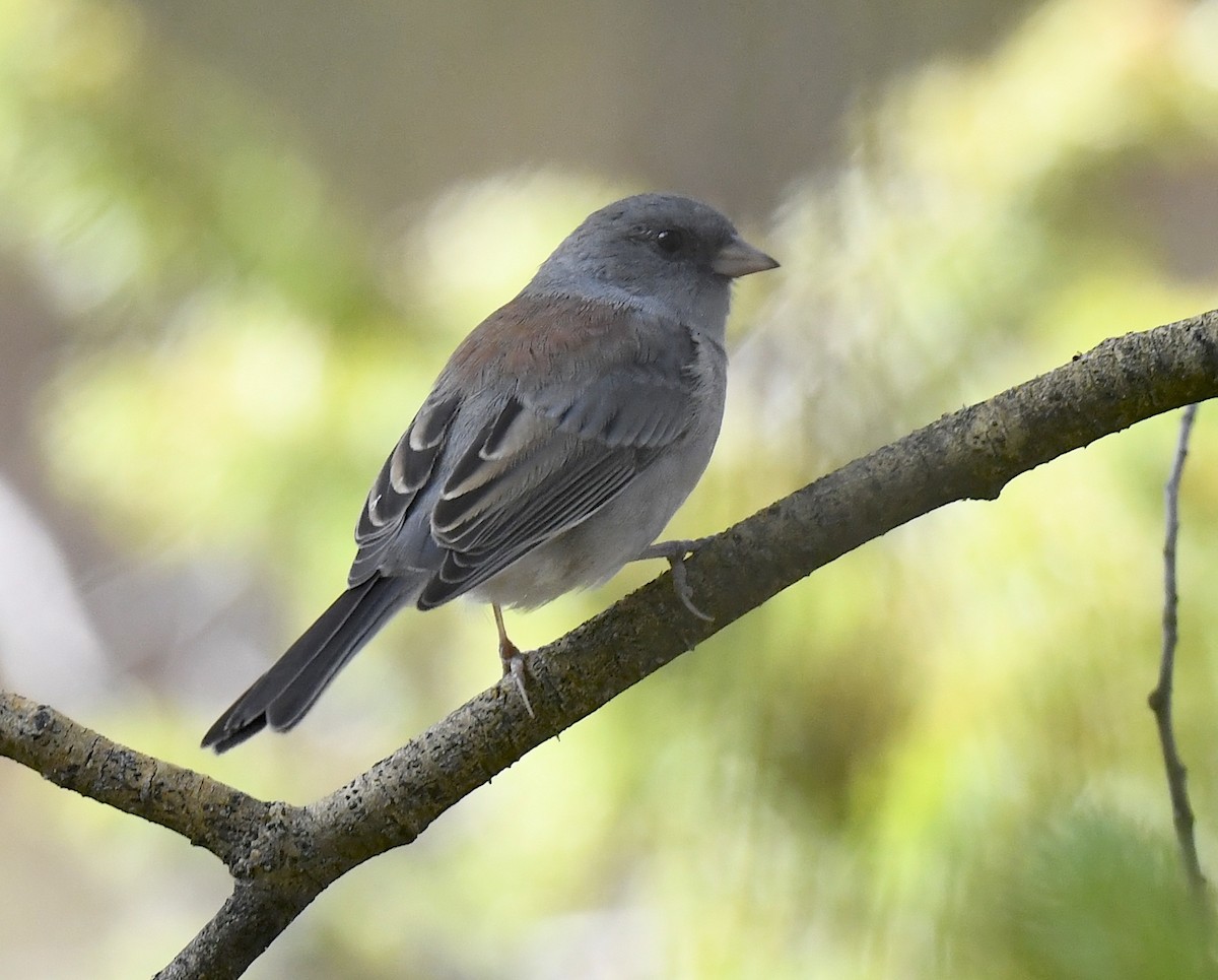 Dark-eyed Junco - ML641953954