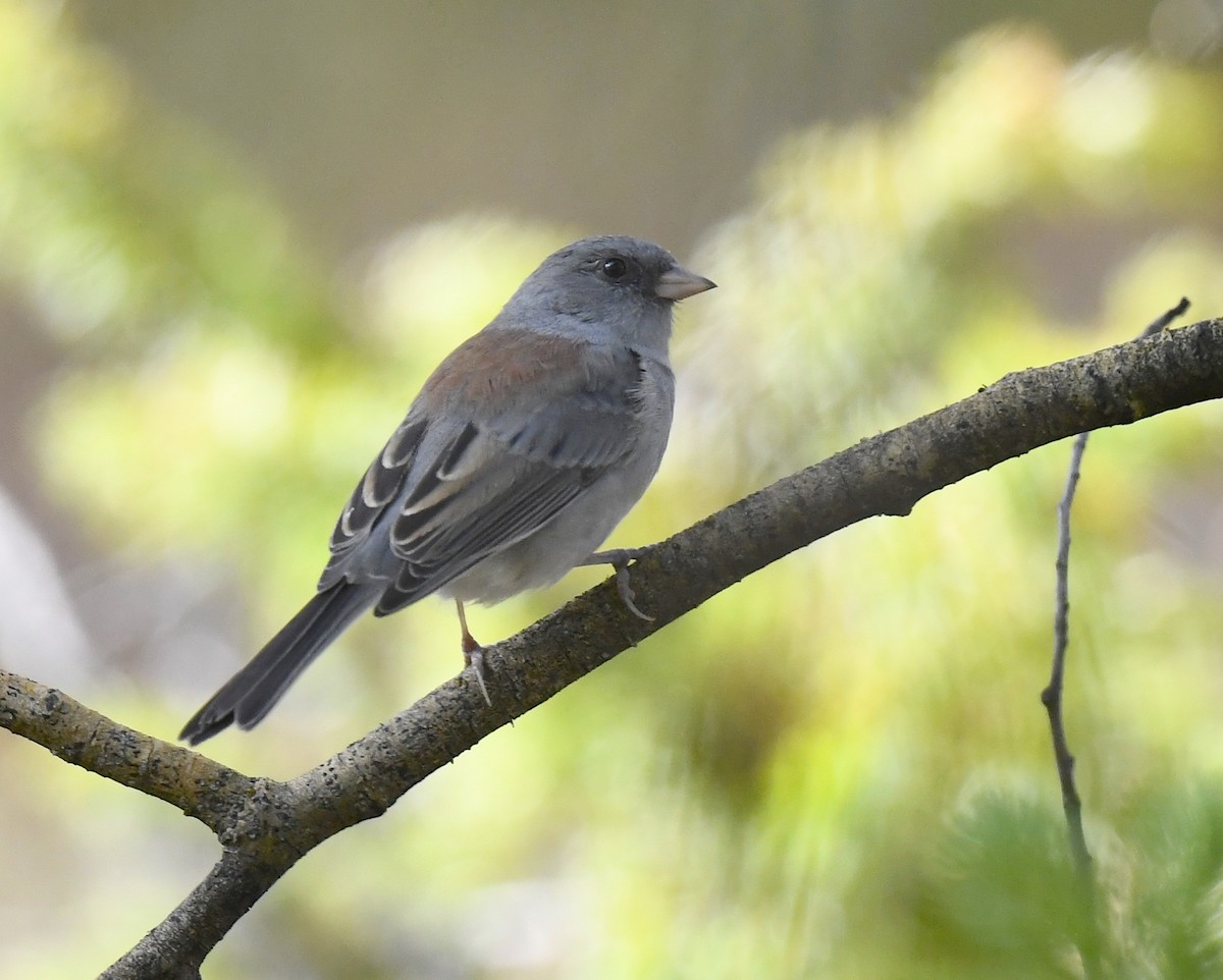 Dark-eyed Junco - ML641953955
