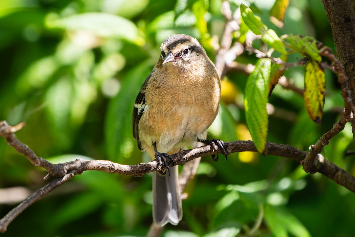 Cinereous Conebill - ML641953963