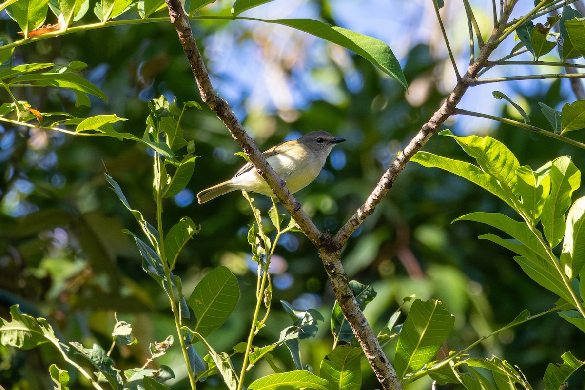 Large-billed Gerygone - ML641953964