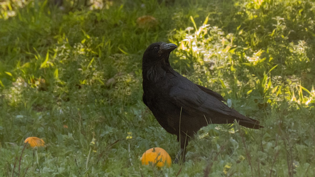 Little Raven - ML641953965
