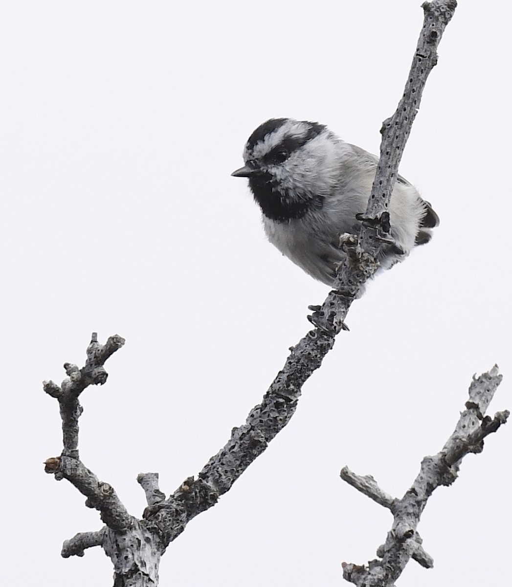 Mountain Chickadee - ML641953968