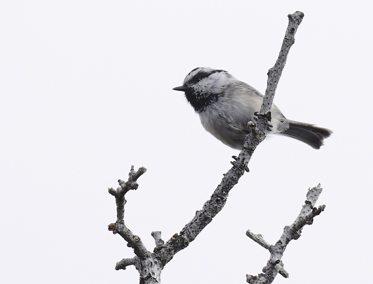 Mountain Chickadee - ML641953969