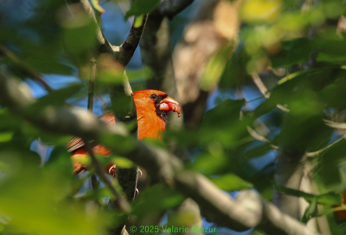 Northern Cardinal - ML641953970