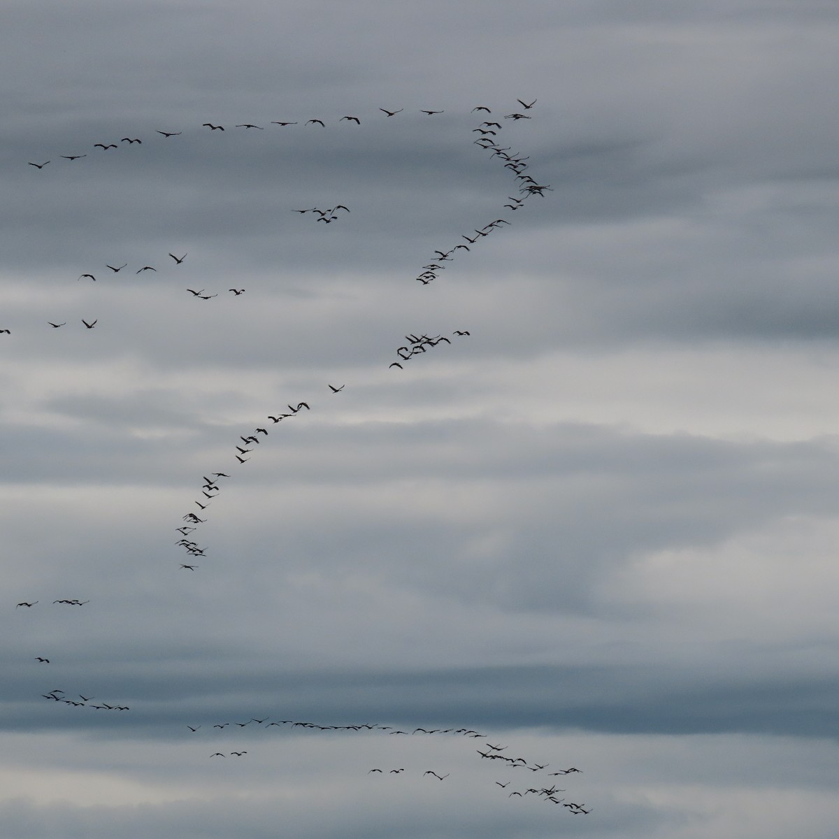 Sandhill Crane - ML641953971