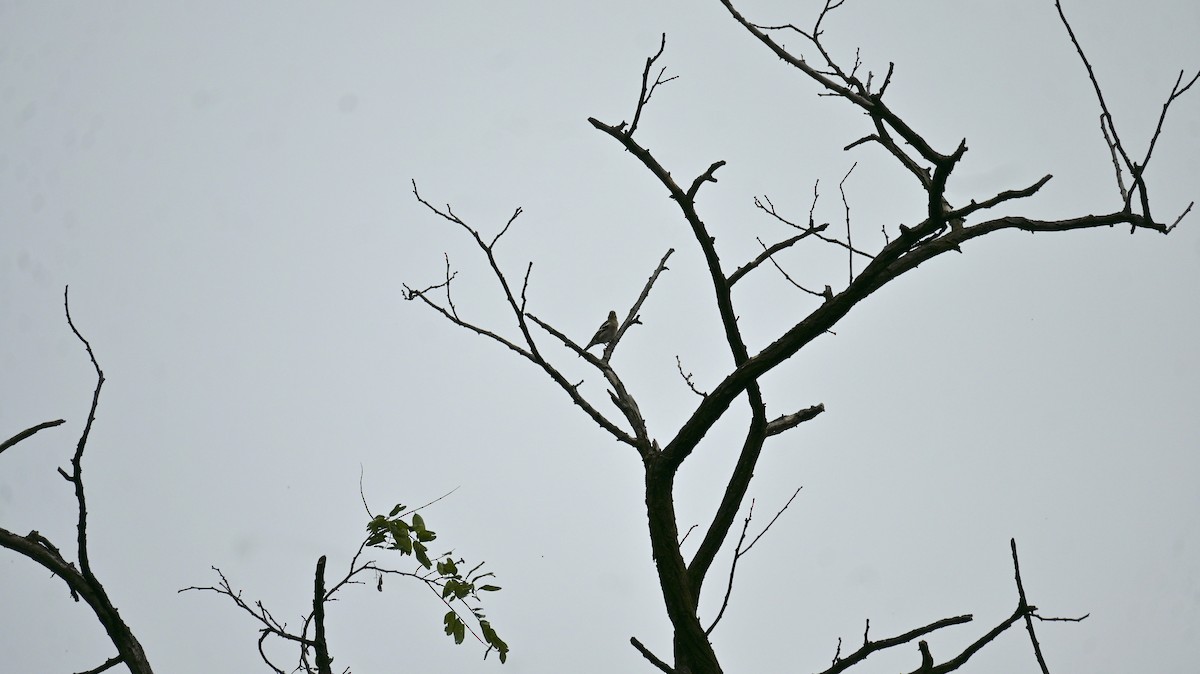 Common Chaffinch - ML641953973