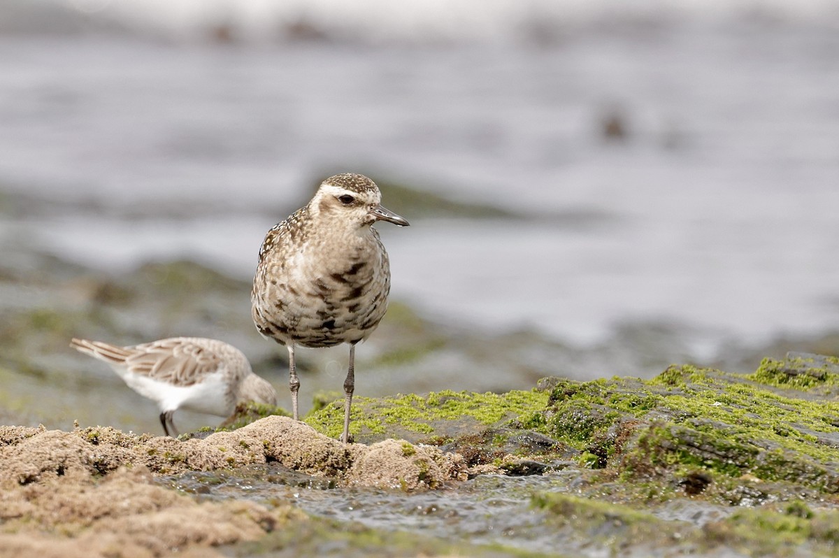Pacific Golden-Plover - ML641953976