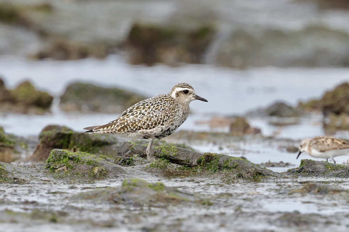 Pacific Golden-Plover - ML641953977
