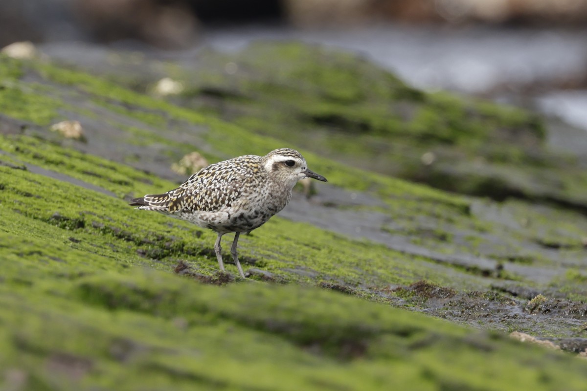 Pacific Golden-Plover - ML641953979