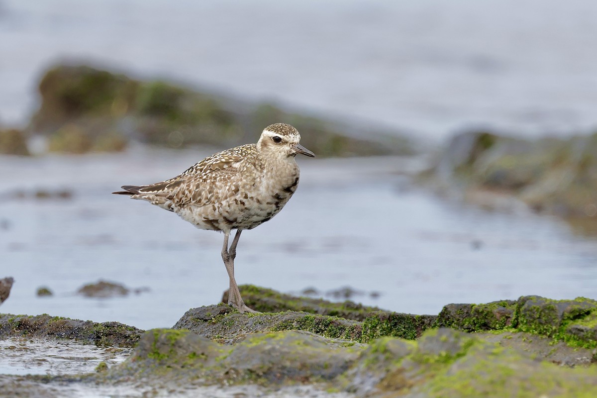 Pacific Golden-Plover - ML641953980