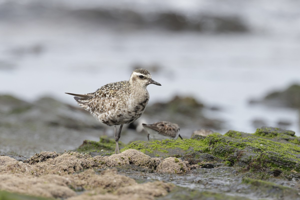 Pacific Golden-Plover - ML641953981